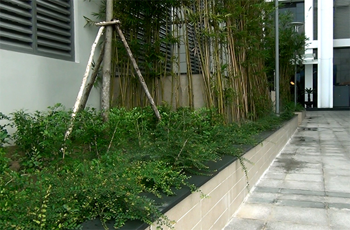 Tưới tự động