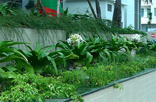 Tưới tự động