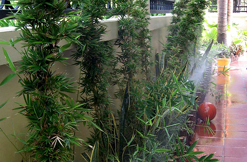 Tưới tự động